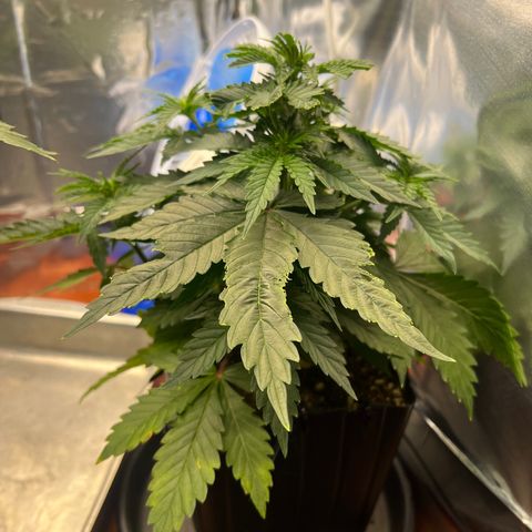 MaCheese FM growlog timeline photo