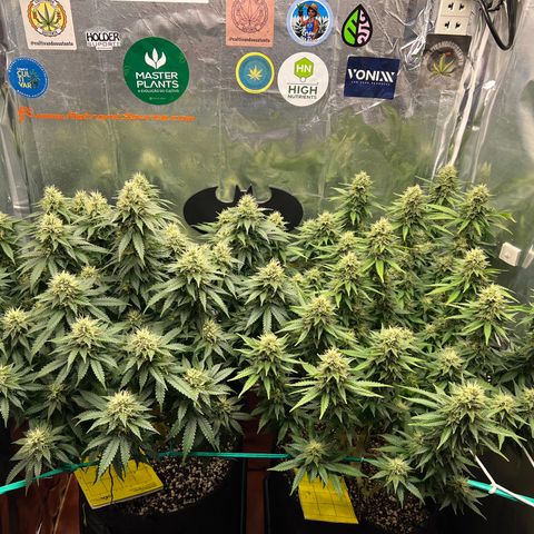 MaCheese FM growlog timeline photo