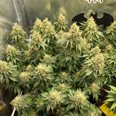 MaCheese AN growlog timeline photo