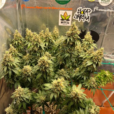 MaCheese AN growlog timeline photo
