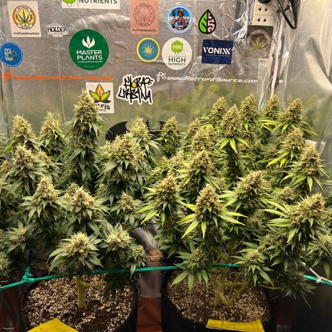MaCheese FM growlog timeline photo