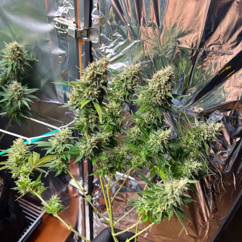 MaCheese FM growlog timeline photo