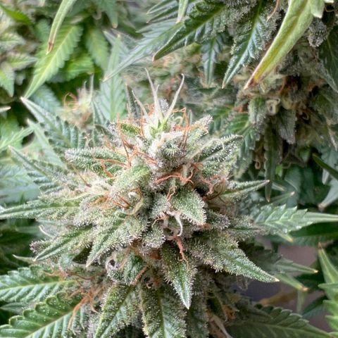 MaCheese FM growlog timeline photo