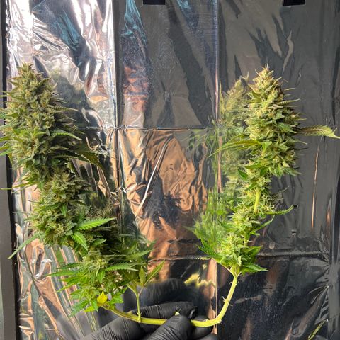 MaCheese FM growlog timeline photo