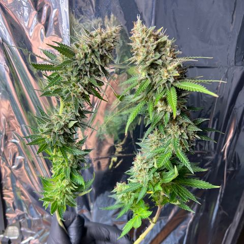 MaCheese FM growlog timeline photo