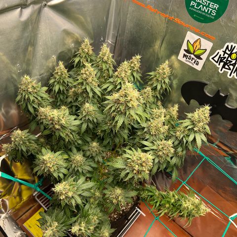 MaCheese AN growlog timeline photo