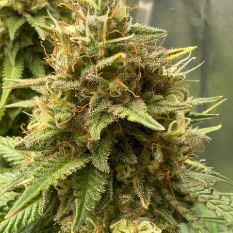 MaCheese FM growlog timeline photo