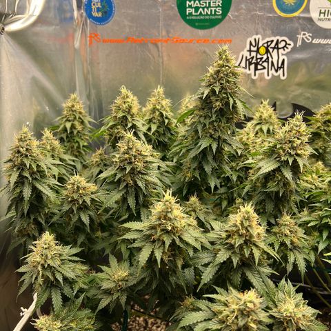 MaCheese AN growlog timeline photo