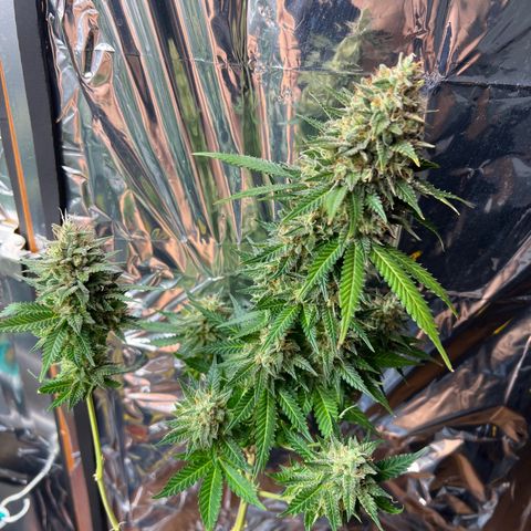 MaCheese FM growlog timeline photo