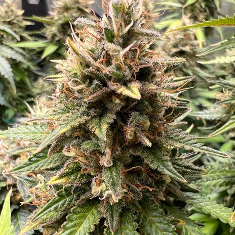 MaCheese AN growlog timeline photo