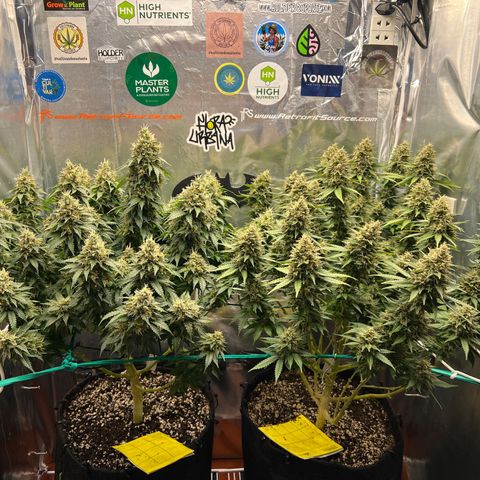 MaCheese FM growlog timeline photo