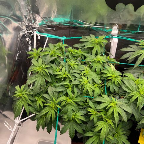MaCheese AN growlog timeline photo