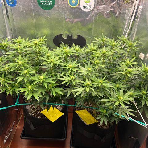 MaCheese AN growlog timeline photo