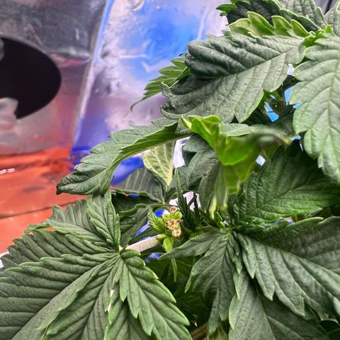 MaCheese AN growlog timeline photo