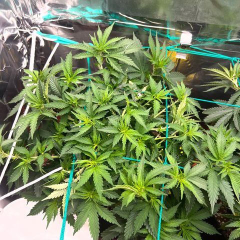 MaCheese AN growlog timeline photo