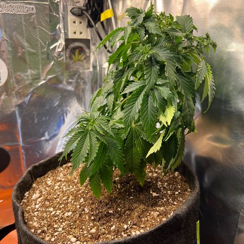MaCheese AN growlog timeline photo