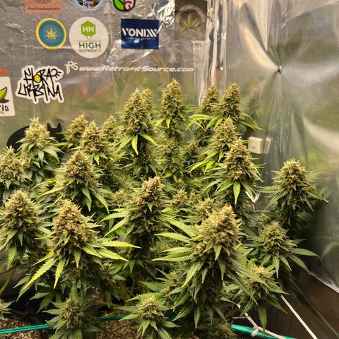 MaCheese FM growlog timeline photo