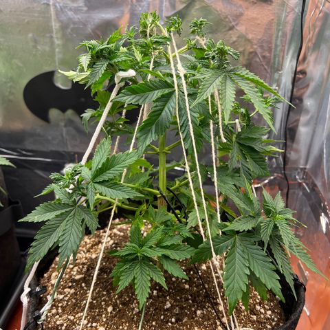 MaCheese FM growlog timeline photo