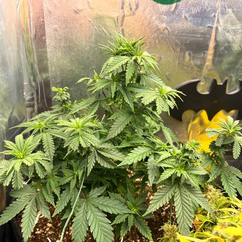 MaCheese FM growlog timeline photo