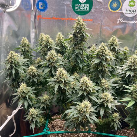 MaCheese AN growlog timeline photo