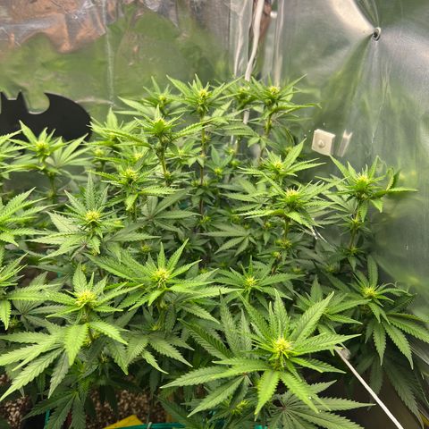 MaCheese FM growlog timeline photo