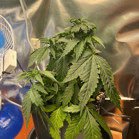 MaCheese FM growlog timeline photo