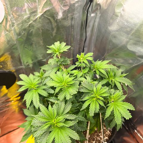 MaCheese AN growlog timeline photo