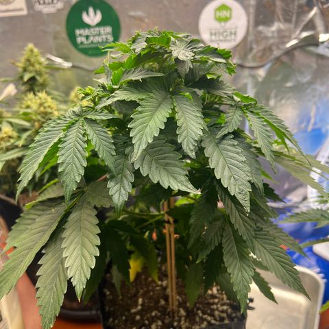 MaCheese AN growlog timeline photo