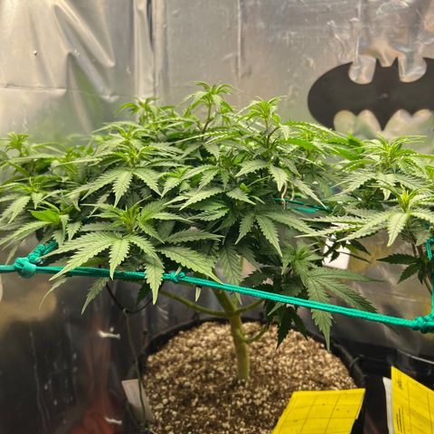 MaCheese AN growlog timeline photo