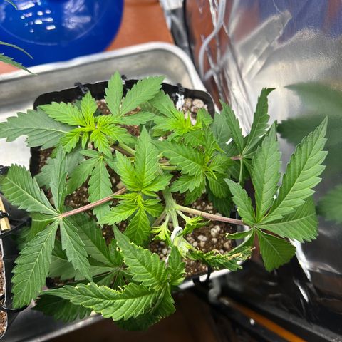 MaCheese FM growlog timeline photo