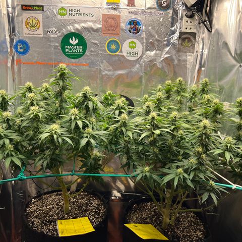 MaCheese AN growlog timeline photo
