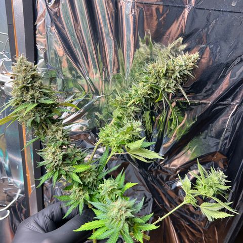 MaCheese FM growlog timeline photo