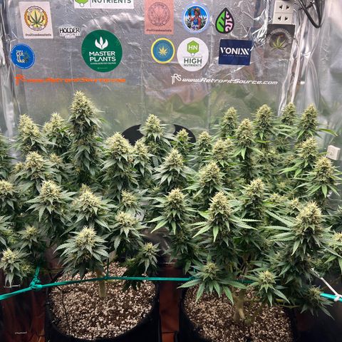MaCheese FM growlog photo: Antes e depois da defoliacao