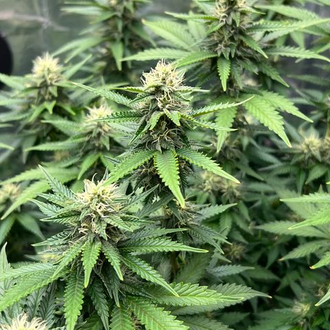 MaCheese FM growlog timeline photo