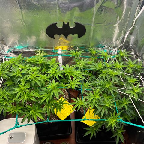 MaCheese AN growlog timeline photo