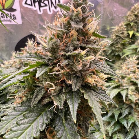 MaCheese AN growlog timeline photo