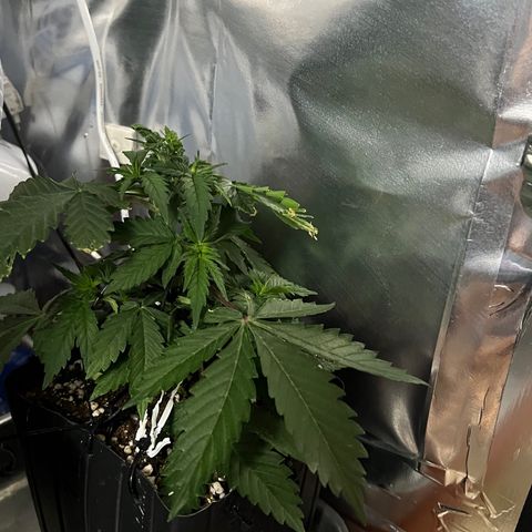 MaCheese FM growlog timeline photo