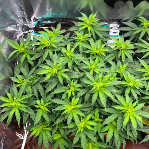 MaCheese AN growlog timeline photo