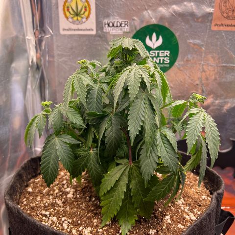 MaCheese FM growlog timeline photo