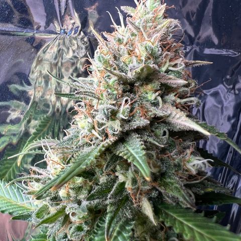 MaCheese FM growlog timeline photo