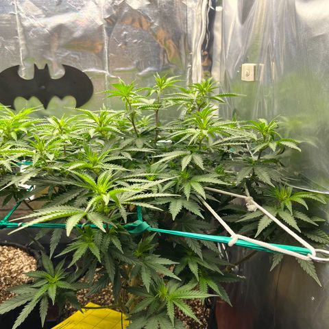 MaCheese FM growlog timeline photo