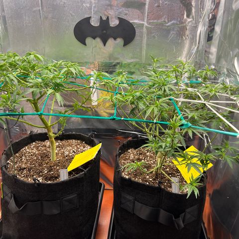 MaCheese AN growlog timeline photo