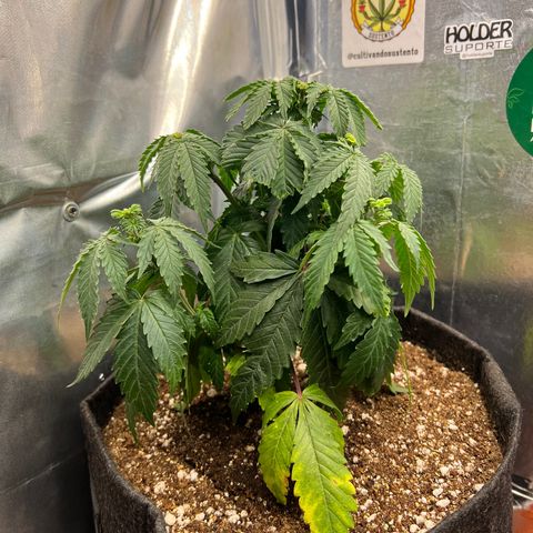MaCheese FM growlog timeline photo