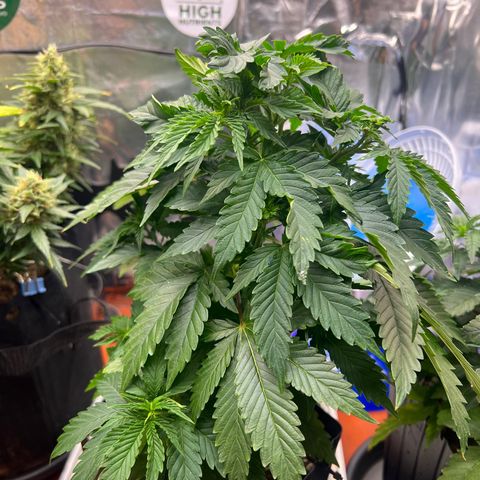 MaCheese AN growlog timeline photo
