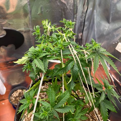 MaCheese FM growlog timeline photo