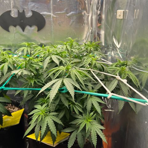 MaCheese FM growlog timeline photo