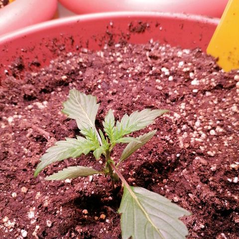 Lemon cherry cookies auto (Fast bus)  growlog timeline photo