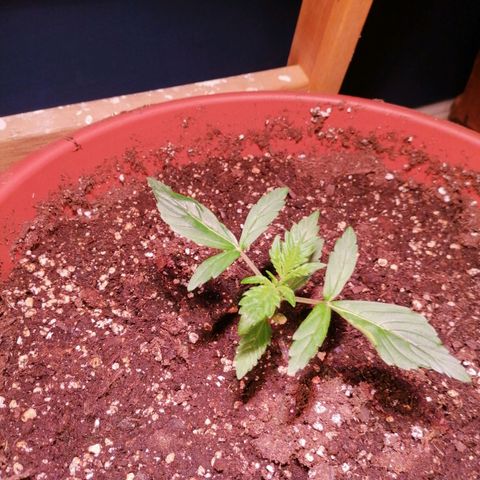 Lemon cherry cookies auto (Fast bus)  growlog timeline photo