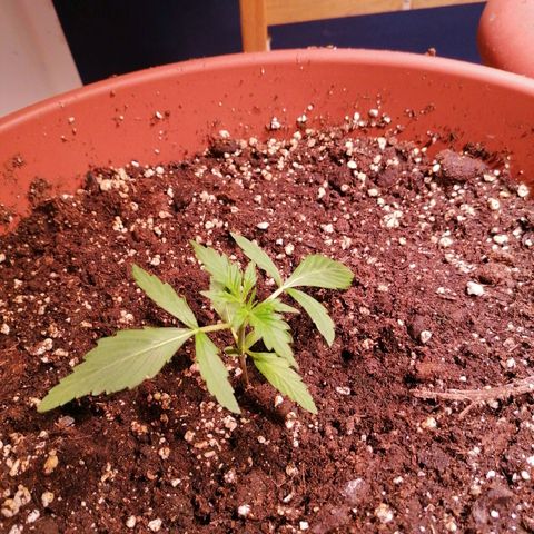 Lemon cherry cookies auto (Fast bus)  growlog timeline photo