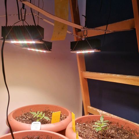 Lemon cherry cookies auto (Fast bus)  growlog photo: +30w